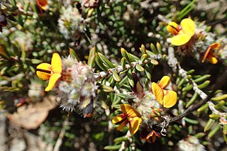 <i>Pultenaea barbata</i> Species of flowering plant
