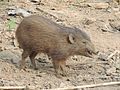 pygmy hog