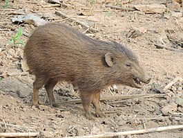 Pygmy hog in Assam breeding centre AJT Johnsingh.JPG