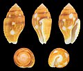 * Nomination Shell of a Splendid Pyrene, Pyrene splendidula --Llez 05:23, 16 May 2021 (UTC) * Promotion Good quality.--Famberhorst 05:34, 16 May 2021 (UTC)