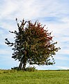 * Nomination Old pear tree (Pyrus communis L.) with broken trunk in autumn leaves --Uoaei1 03:22, 22 October 2021 (UTC) * Promotion  Support Good quality -- Johann Jaritz 03:26, 22 October 2021 (UTC)