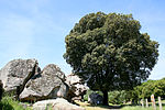 Miniatura per Quercus ilex