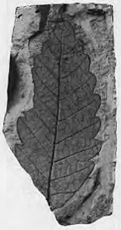 Quercus mccanni Quercus mccanni USNM specimen Plate11 Fig6.jpg