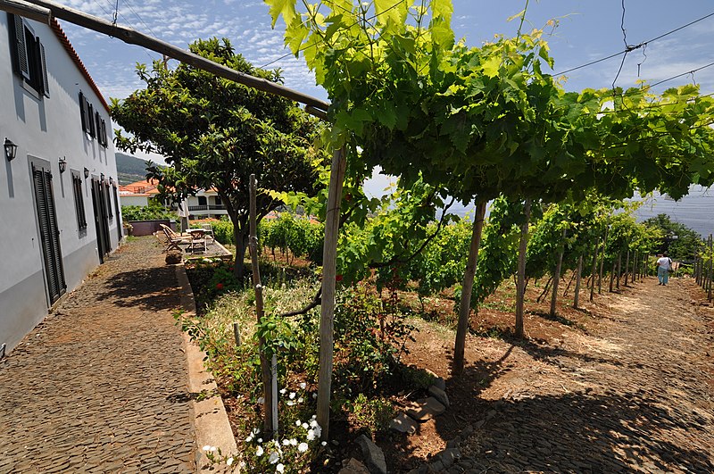 File:Quinta das Vinhas ^ Cottages, Estreito da Calheta, Madeira, Portugal, 27 June 2011 - Top vineyards - panoramio.jpg