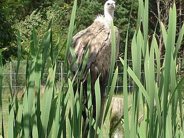 Vautour fauve.