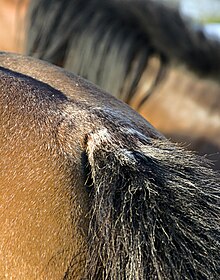 "Skunk tail" white hairs on a bay horse Rabicano detail on a bay Arabian horse.jpg