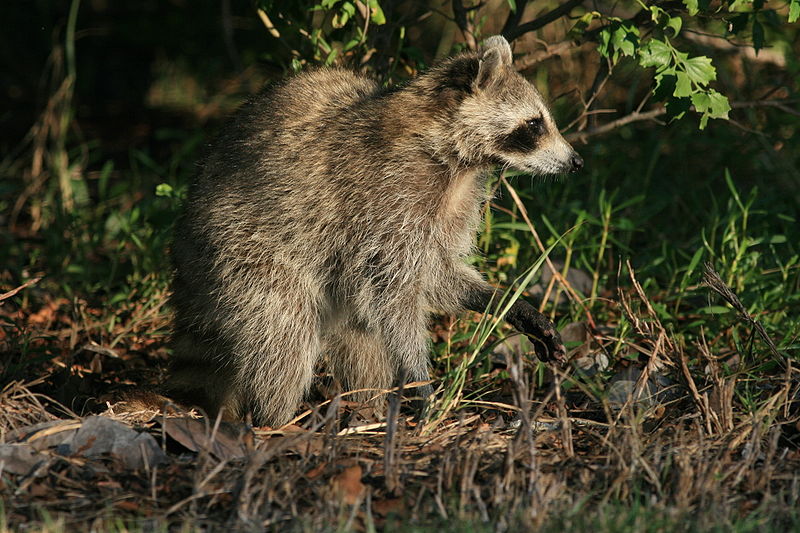 File:Raccoon i Hugh Taylor Birch State Park 2.JPG