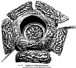 Rafflesia schandenbergiana illustration.jpg