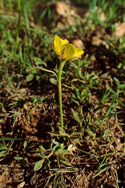 File:Ranunculus paludosus kz1.jpg
