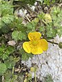 Ranunculus repens Bugalla Autor: Andrea Pérez Expósito