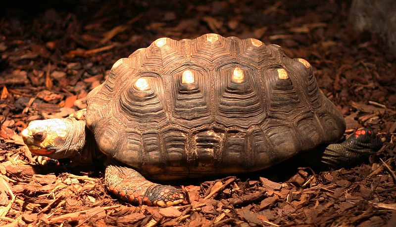 File:Red-footed tortoise (Buffalo Zoo).jpg