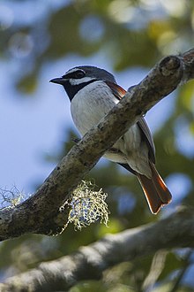 Red-tailed vanga httpsuploadwikimediaorgwikipediacommonsthu