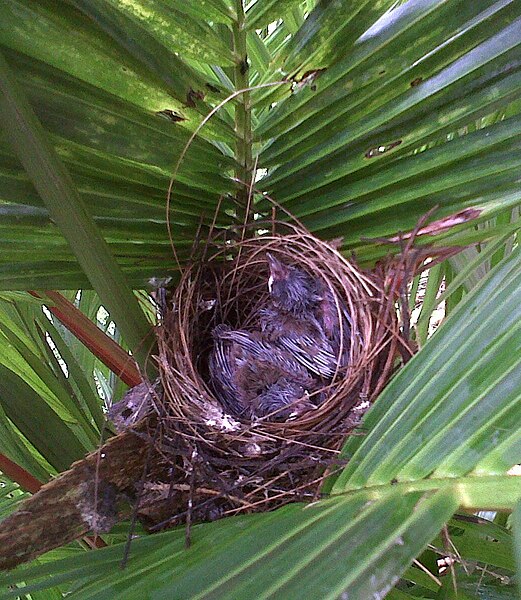 File:Red-whiskered-nest-kid.jpg