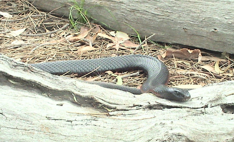 File:Red Bellied Black Snake.jpg