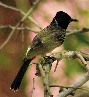 Red-vented bulbul Species of bird