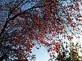 Red colouration of leaves in autumn