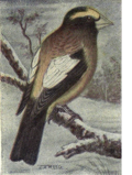 Thumbnail for File:Reed-evening-grosbeak.png