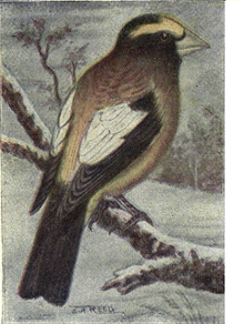 Reed-soirée-grosbeak.png