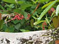 Renanthera elongata