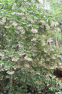 Rhamnoneuron balansae in flower.jpg