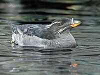 Auklet, Rhinoceros Cerorhinca monocerata