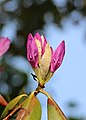 * Nomination Rhododendron Catawbiense Boursault --Bgag 17:58, 18 June 2013 (UTC) * Promotion Good quality. --Tuxyso 20:27, 18 June 2013 (UTC)