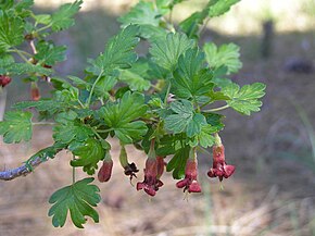 Beskrivelse av bildet Ribes roezlii.jpg.