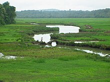 Sawah di Moira