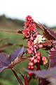 Ricinus communis Ricino