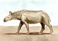 Ronzotherium