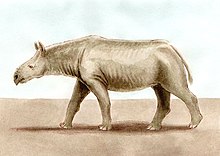 Ronzotherium, a rhinocerotid that appeared in Europe during the Grande Coupure extinction-faunal turnover event and lived there for most of the Oligocene. Ronzotherium-bpk.jpg