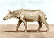 Life restoration Ronzotherium-bpk.jpg