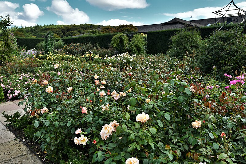 File:Rosemoor, RHS Garden, The Queen Mother's Rose Garden 1 - geograph.org.uk - 5953705.jpg