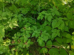 Rubus frondosus, leafy-flowered blackberry.jpg