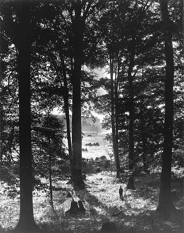 Photograph of the Sacred Grove by George Edward Anderson, circa 1907