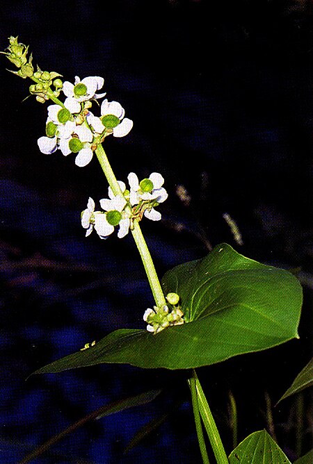 Sagittaria_latifolia