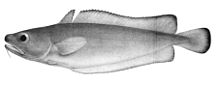 Salilota australis.jpg