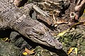 * Nomination Saltwater crocodile (head), Gembira Loka Zoo, Yogyakarta --Crisco 1492 02:37, 16 March 2015 (UTC) * Promotion Good for me. --Ximonic 04:45, 16 March 2015 (UTC)