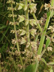 萼は唇型に浅く5裂し、花が終わると左右を閉じる。