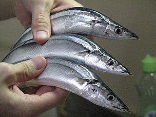 <span class="mw-page-title-main">Pacific saury</span> Species of fish