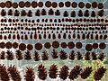 * Nomination Collection of conifer cones in the Botanical Garden of Hokkaido University in Sapporo --Ermell 06:58, 30 November 2023 (UTC) * Promotion Any chance to brighten the shadows? The cones are really dark compared to the bright background. --Plozessor 07:30, 30 November 2023 (UTC)  Done Thanks for the review.--Ermell 18:27, 30 November 2023 (UTC)  Support Good quality and great composition! --Plozessor 18:42, 30 November 2023 (UTC)