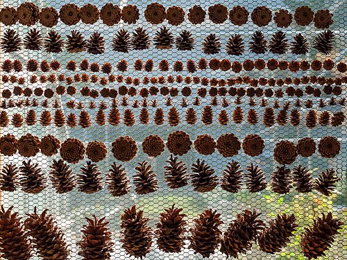 Collection of conifer cones in the Botanical Garden of Hokkaido University in Sapporo