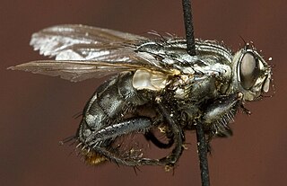 <i>Sarcophaga bullata</i> Species of fly