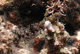 Poisson-lézard nébuleux (Saurida nebulosa)