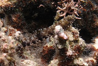Clouded lizardfish Species of fish