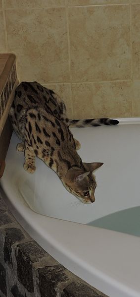 File:Savannah cats like water.jpg