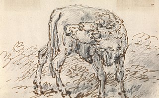 Study of a Calf