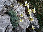 Saxifraga caesia a1.jpg