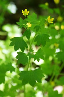 Saxifraga cymbalaria 1.jpg