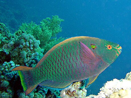 黑鸚嘴魚